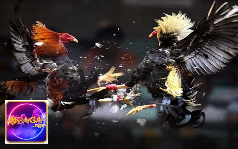 Cách phân định thắng thua khi thi đấu