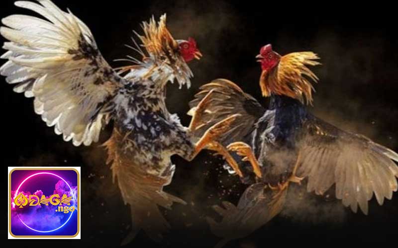 Luật chơi đá gà thomo