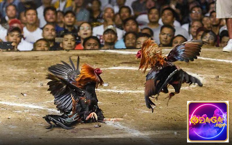 Đá gà ăn tiền cập nhật lịch thi đấu nhanh chóng 