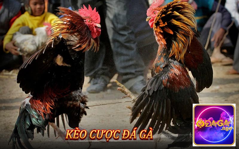 Kèo cược đá gà