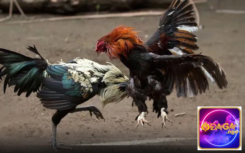 Khái niệm về kèo cược đá gà