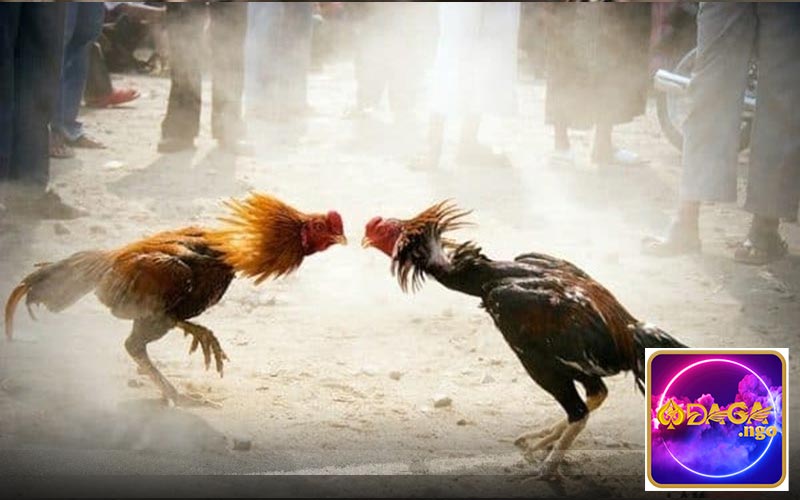 Mẹo chơi kèo cược đá gà chính xác nhất từ nhà cái
