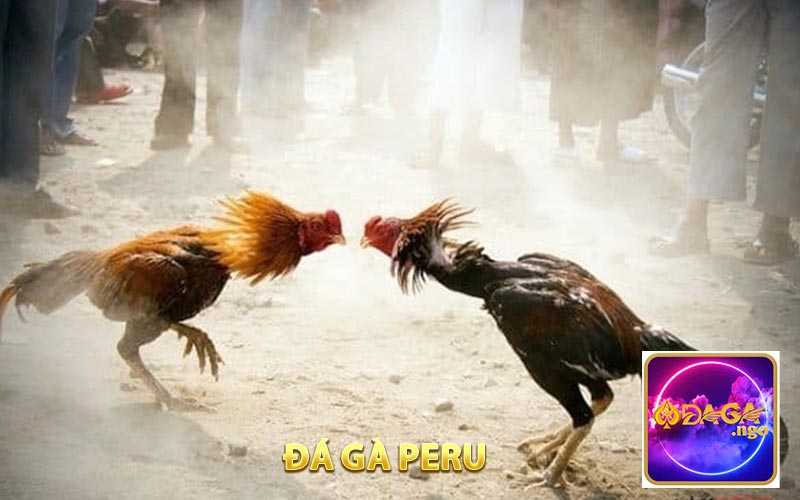 Đá Gà Peru - Màn So Găng Nảy Lửa Khiến Giới Kê Thủ