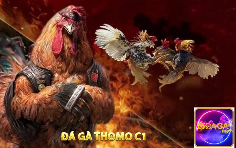 Đá Gà Thomo C1 - Hướng Dẫn Chơi Và Bí Kíp Tại DAGA
