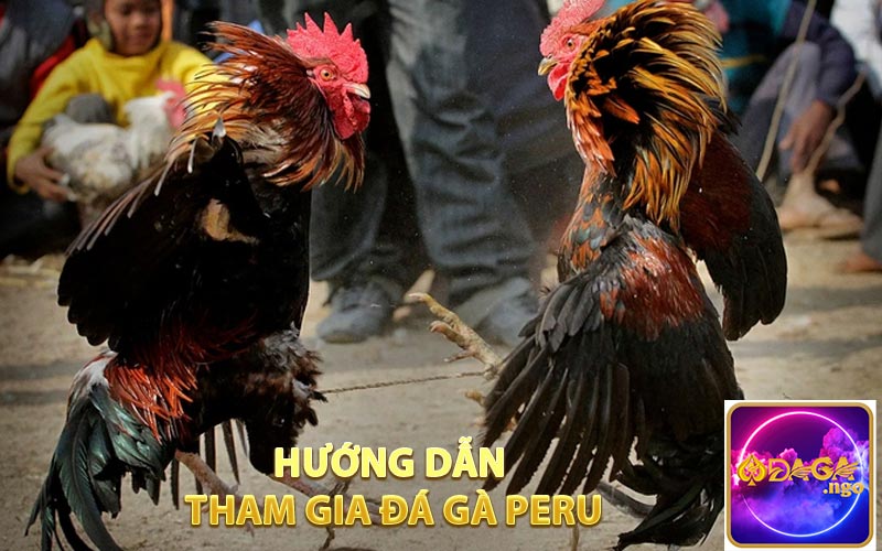 Hướng dẫn cách thức tham gia đá gà Peru