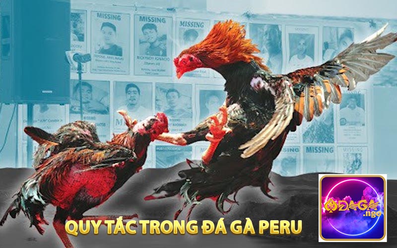 Một số quy tác vàng tròng Đá Gà Perru